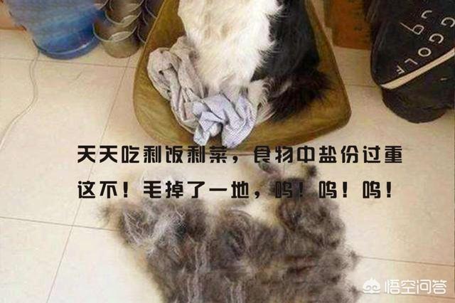 豆柴犬自己盖被子:狗狗睡觉要不要盖东西保暖？