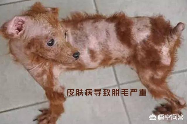 豆柴犬自己盖被子:狗狗睡觉要不要盖东西保暖？