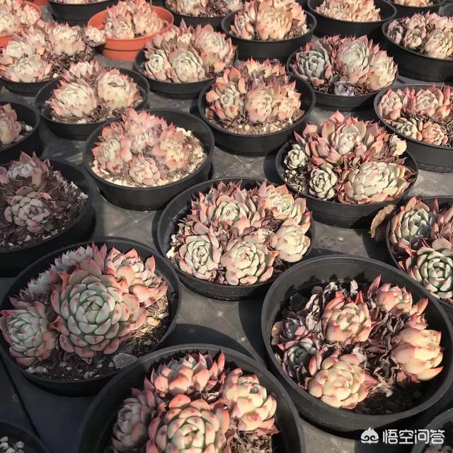 多肉分类:多肉植物在未来几年的发展方向如何？