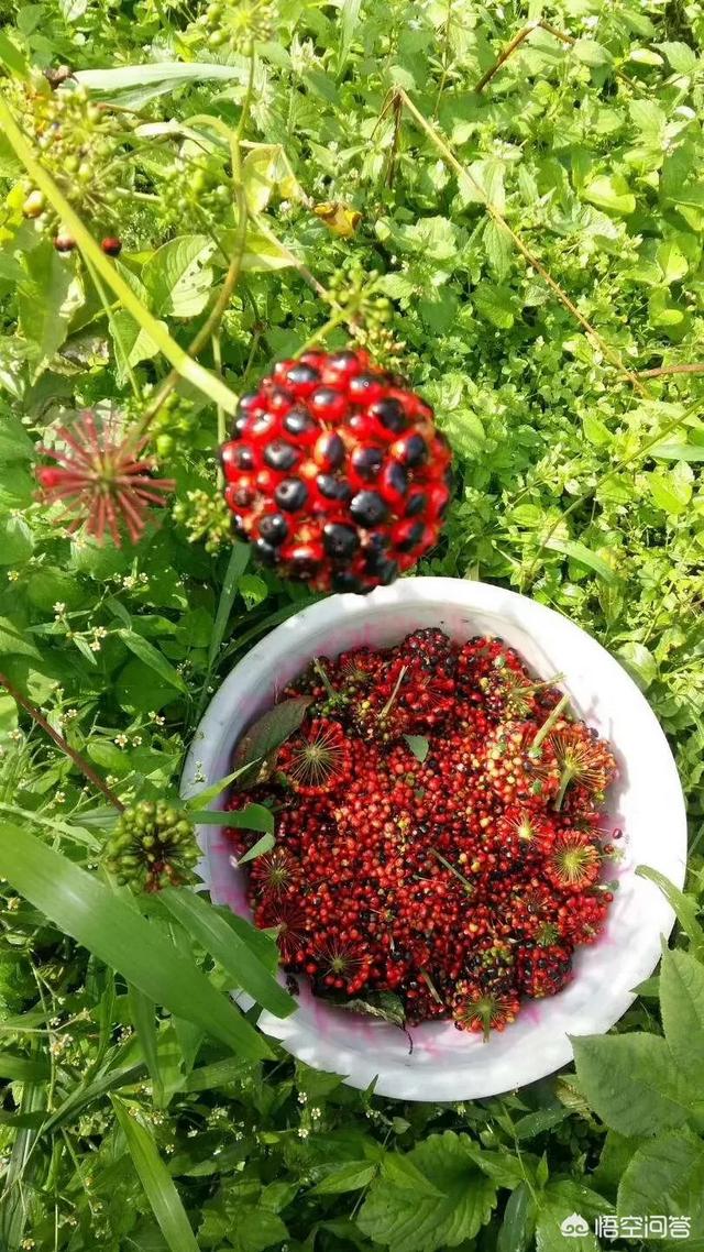 头条问答 - 野生三七长什么样子的?(2个回答)