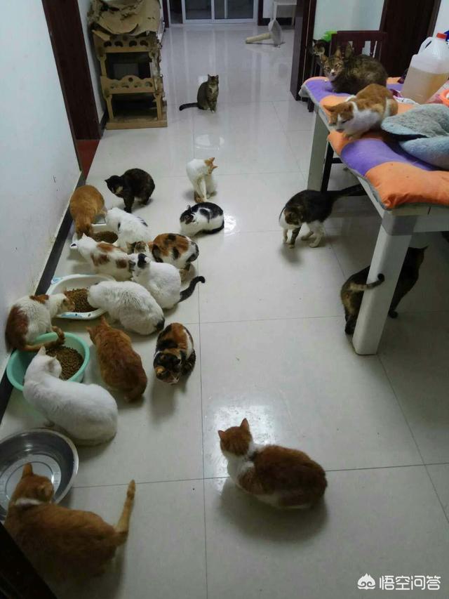 国庆长假宠物寄养一笼难求:过年回家了，你打算怎么安顿你家的猫？ 节假日寄养宠物一笼难求