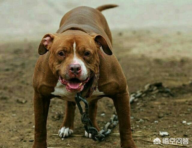 比特狗比:比特犬和平头哥相遇，谁更厉害、谁更执著？