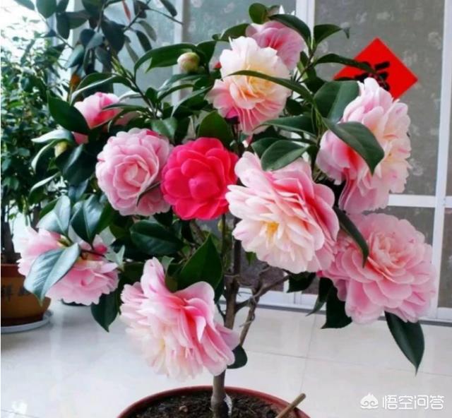 春天山茶花是什么颜色:茶花叶子不太绿是什么原因？该怎么办？