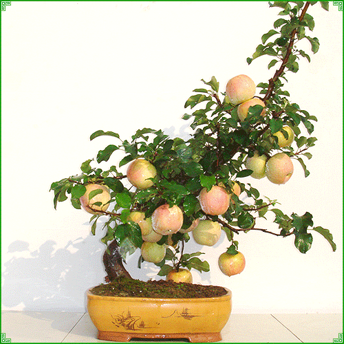 盆栽苹果种植后多长时间能施肥?施什么肥?-生活百科