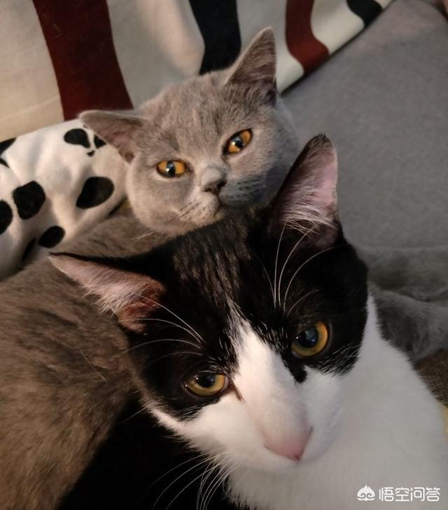 阿比西尼亚猫和布偶猫:养有品种的猫和土猫的差别大吗？