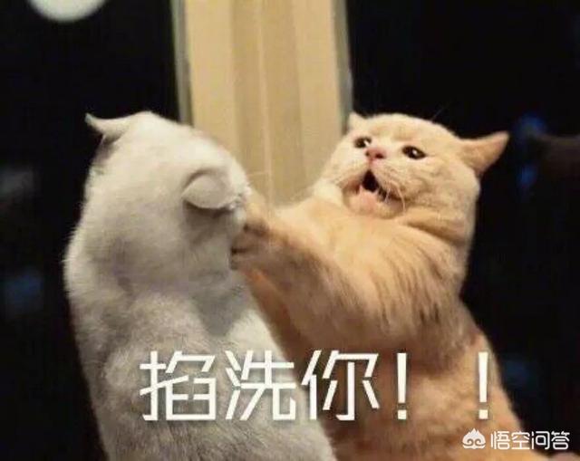 母猫绝育后大小便去猫砂盆吗:猫咪拉屎不埋是怎么回事？