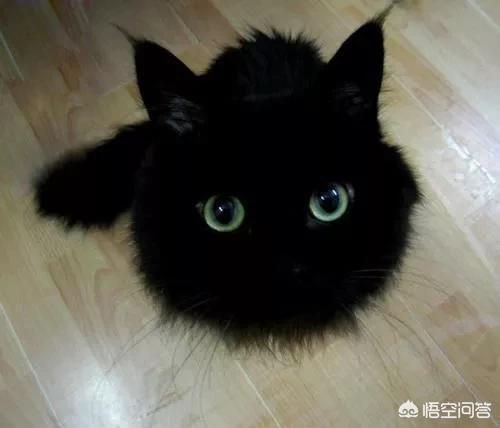 辅猫吧:孕妇和猫真的不能和平共处吗？