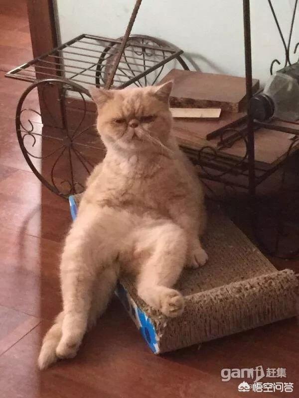 辅猫吧:孕妇和猫真的不能和平共处吗？
