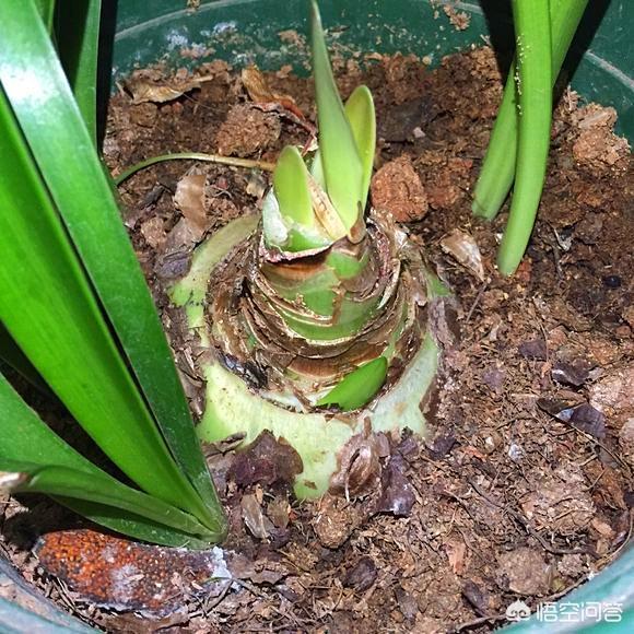 大色猫:茶花有几种品种，哪个最好？