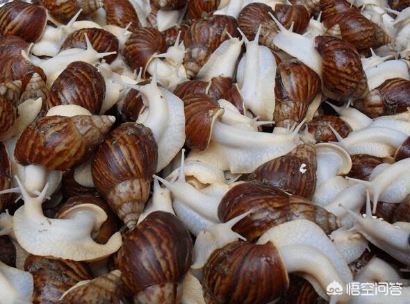白玉蜗牛养殖条件:白玉蜗牛适合在什么温度下生活？