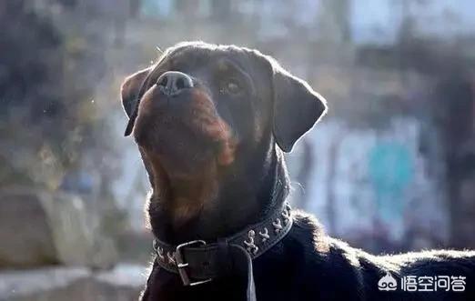 罗威纳犬图片:罗威纳是最聪明的猛犬吗？为什么？ 罗威纳犬图片价格