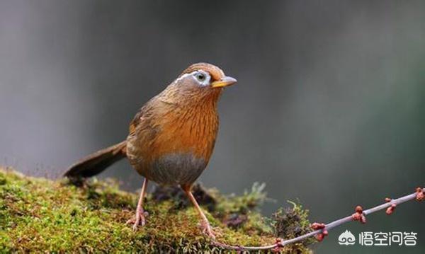 凯里画眉鸟论坛:画眉鸟常见的几种疾病如何防治？