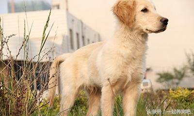 金毛巡回猎犬吃什么:如何让金毛狗狗的饮食更加营养健康？ 平毛巡回猎犬吃什么东西