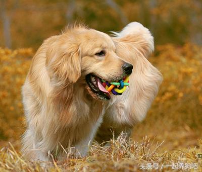 金毛巡回猎犬吃什么:如何让金毛狗狗的饮食更加营养健康？ 金金毛巡回猎犬的图片