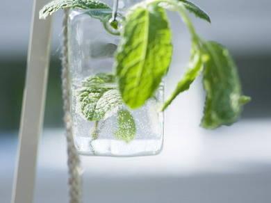 水培植物最好用白开水，还是晒过的自来水