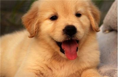 小金毛犬图片:金毛犬图片大全 怎么挑选一只优秀健康的金毛幼犬？