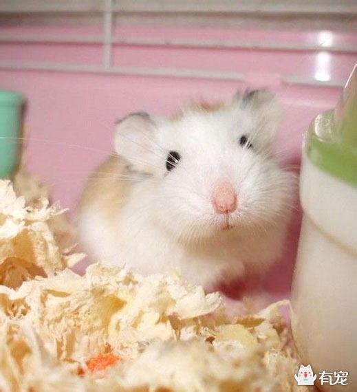 坎贝尔仓鼠特点:仓鼠都有哪些常见的种类？