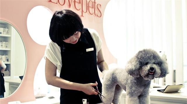 北京若雯宠物美容学校怎么样:学习宠物美容开宠物店好吗？