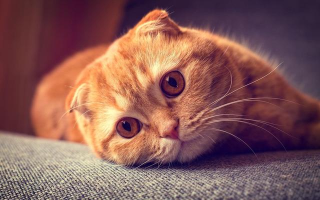可爱的猫猫狗狗:你觉得狗和猫谁是人类第一宠？