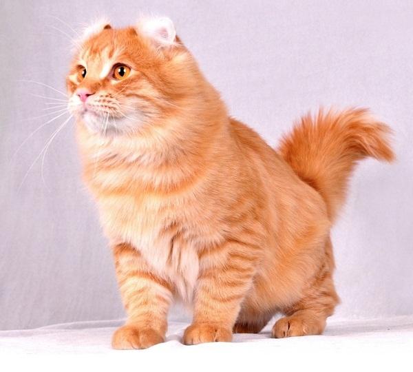 埃及猫的遗传:猫的祖先是谁呀？为什么？