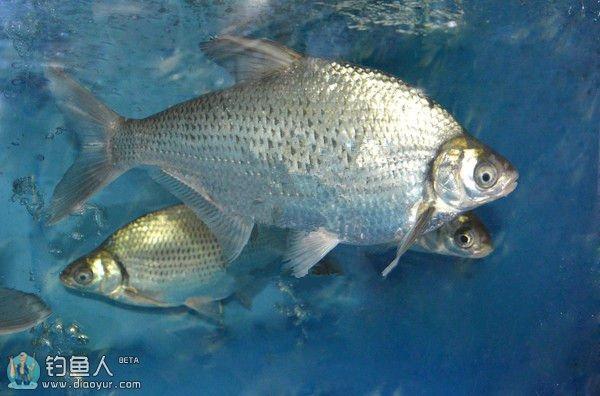 淡水鱼图片:中国有哪些美味的淡水鱼？