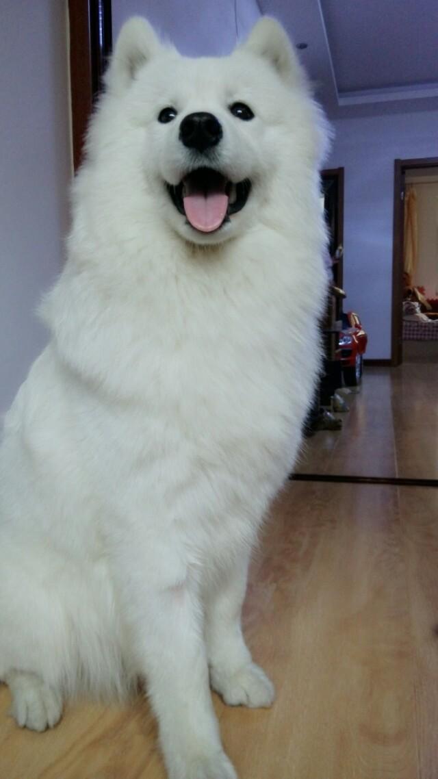 北京犬图片壁纸:有多少喜欢养狗的朋友们，发图片瞧瞧呗？