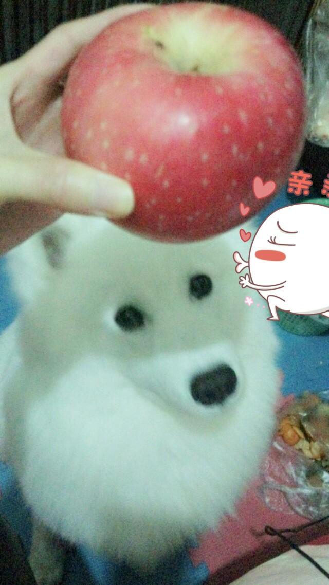北京犬图片壁纸:有多少喜欢养狗的朋友们，发图片瞧瞧呗？