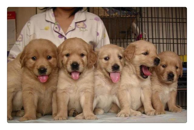 金毛幼犬什么时候可以洗澡呢:饲养金毛幼犬要注意什么？