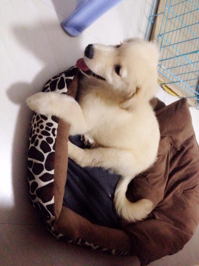 头条问答 - 金毛幼犬的尾巴有办法拉直吗?(1个回答)