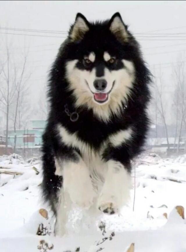 阿拉斯加耐力如何，养阿拉斯加雪橇犬是种怎样的体验