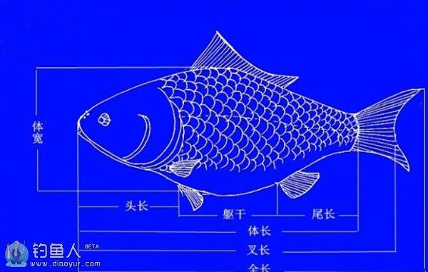 淡水鱼图片:中国有哪些美味的淡水鱼？