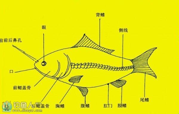 淡水鱼图片:中国有哪些美味的淡水鱼？