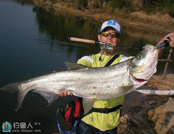 淡水鱼图片:中国有哪些美味的淡水鱼？