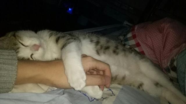野猫和家猫的寿命:为什么流浪猫的寿命特别短？