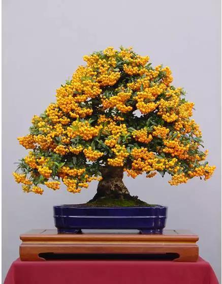 头条问答 - 最贵的火棘盆景多少钱?(17个回答)