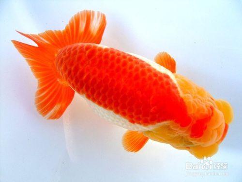 怎么辨别金鱼的雌雄 头条问答