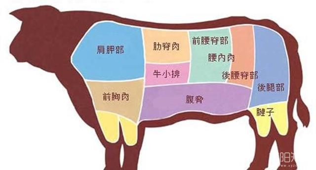 牛身分解图,哈哈,牛身上各个部位的肉质与口感,好清晰到位的图解,这会