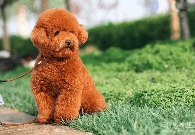 昆明英国斗牛犬价格:各种宠物的价钱都是怎样的？ 昆明英国斗牛犬价格