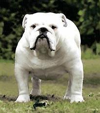 昆明英国斗牛犬价格:各种宠物的价钱都是怎样的？ 昆明英国斗牛犬价格