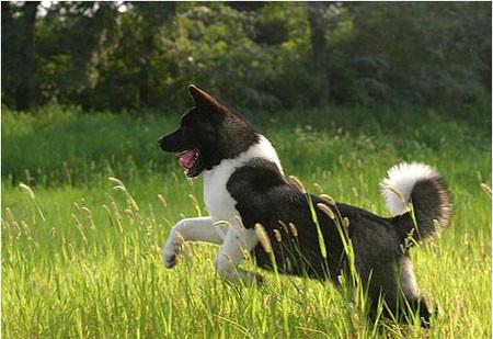 日本秋田犬图片:秋田犬不只有赤色，你还知道其他颜色吗？