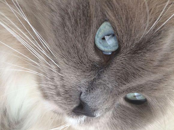 驯鹿的眼睛会变色吗，为什么猫的眼睛会一日三变？