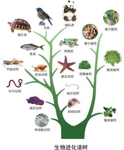 超进化物语进化树图鉴图片