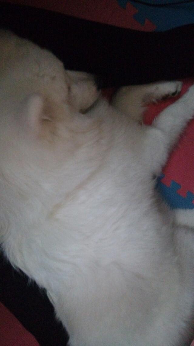 北京犬图片壁纸:有多少喜欢养狗的朋友们，发图片瞧瞧呗？