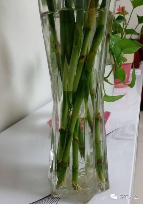 富贵竹的种植方法及注意事项:富贵竹总是被养死怎么办？