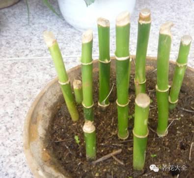 富贵竹的种植方法及注意事项:富贵竹总是被养死怎么办？