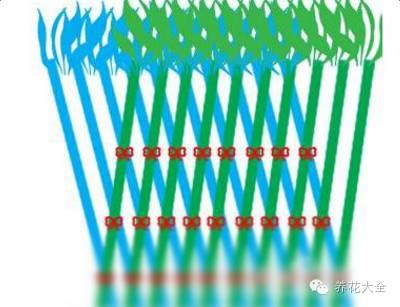 富贵竹的种植方法及注意事项:富贵竹总是被养死怎么办？