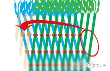 富贵竹的种植方法及注意事项:富贵竹总是被养死怎么办？