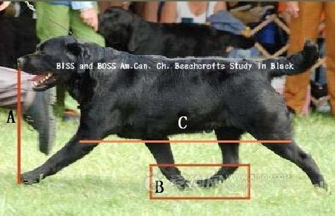 拉布拉多幼犬怎么辨别:怎么才算得上拉布拉多品相好的幼犬？