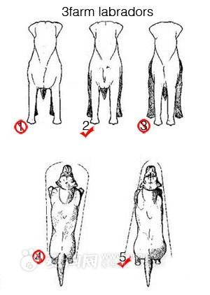 拉布拉多幼犬怎么辨别:怎么才算得上拉布拉多品相好的幼犬？