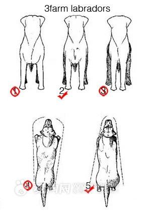 怎么选择拉布拉多幼犬:4个月拉布拉多前腿短的正常吗？